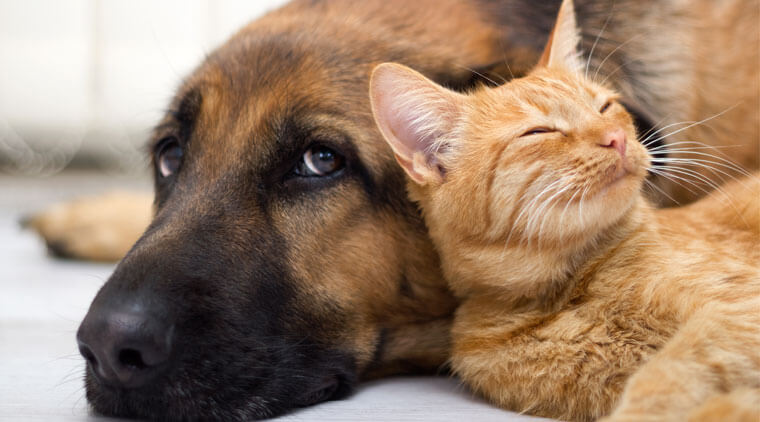 animales-domesticos-mascota