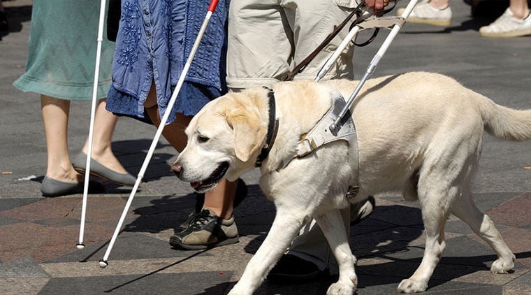 perros de asistencia